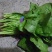越冬菠菜15~20厘米
