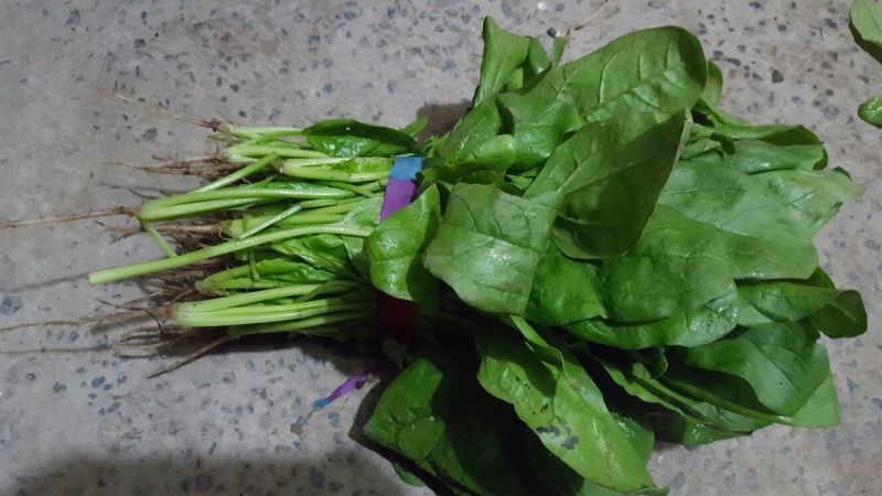越冬菠菜15~20厘米