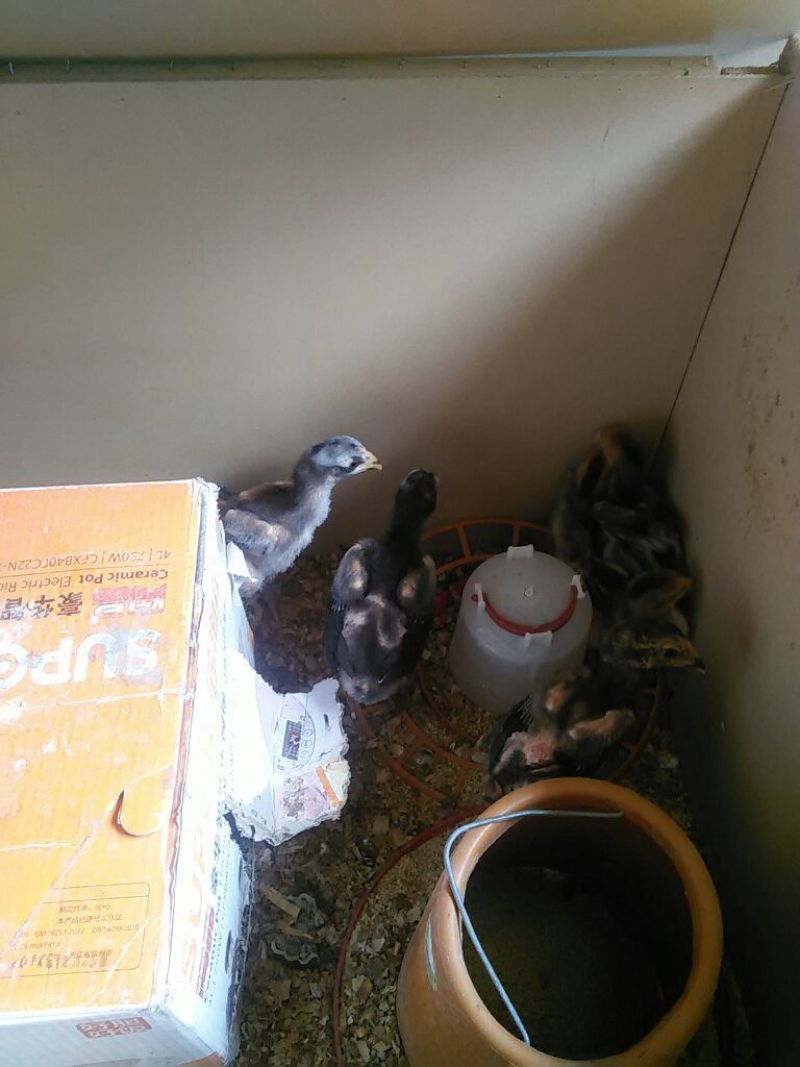 鸡苗1斤以下