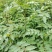 花椒苗0.5~1年