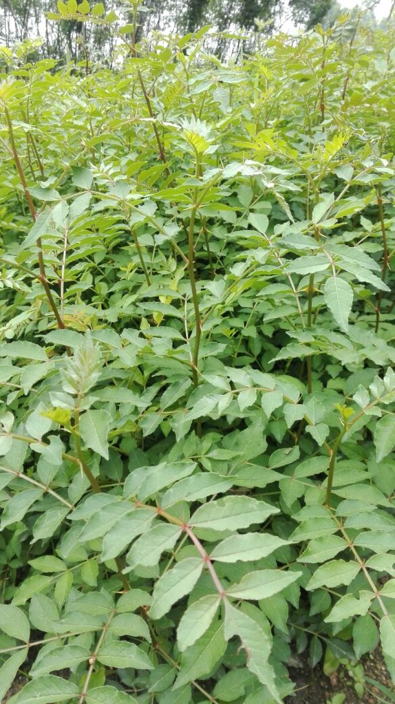 花椒苗0.5~1年