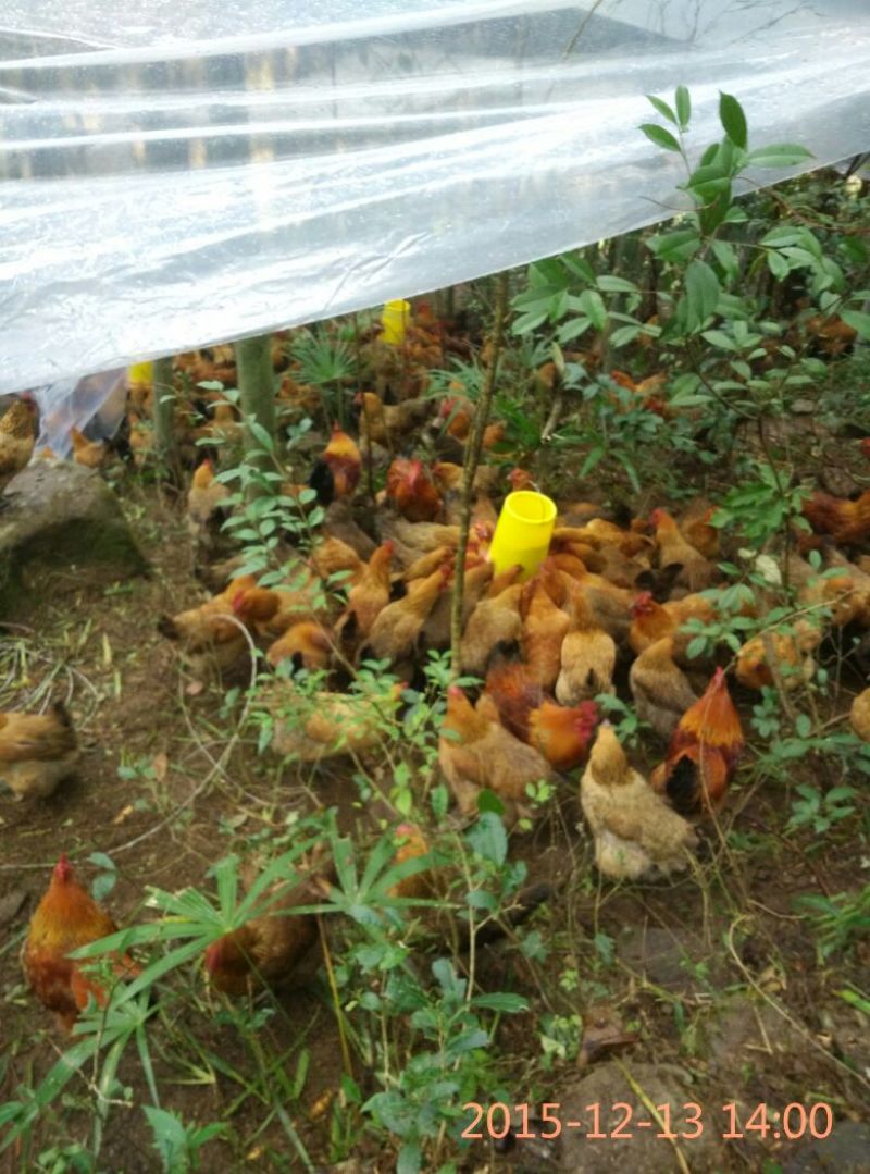 麻鸡