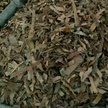枇杷叶青统