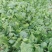 大叶菠菜25~30厘米
