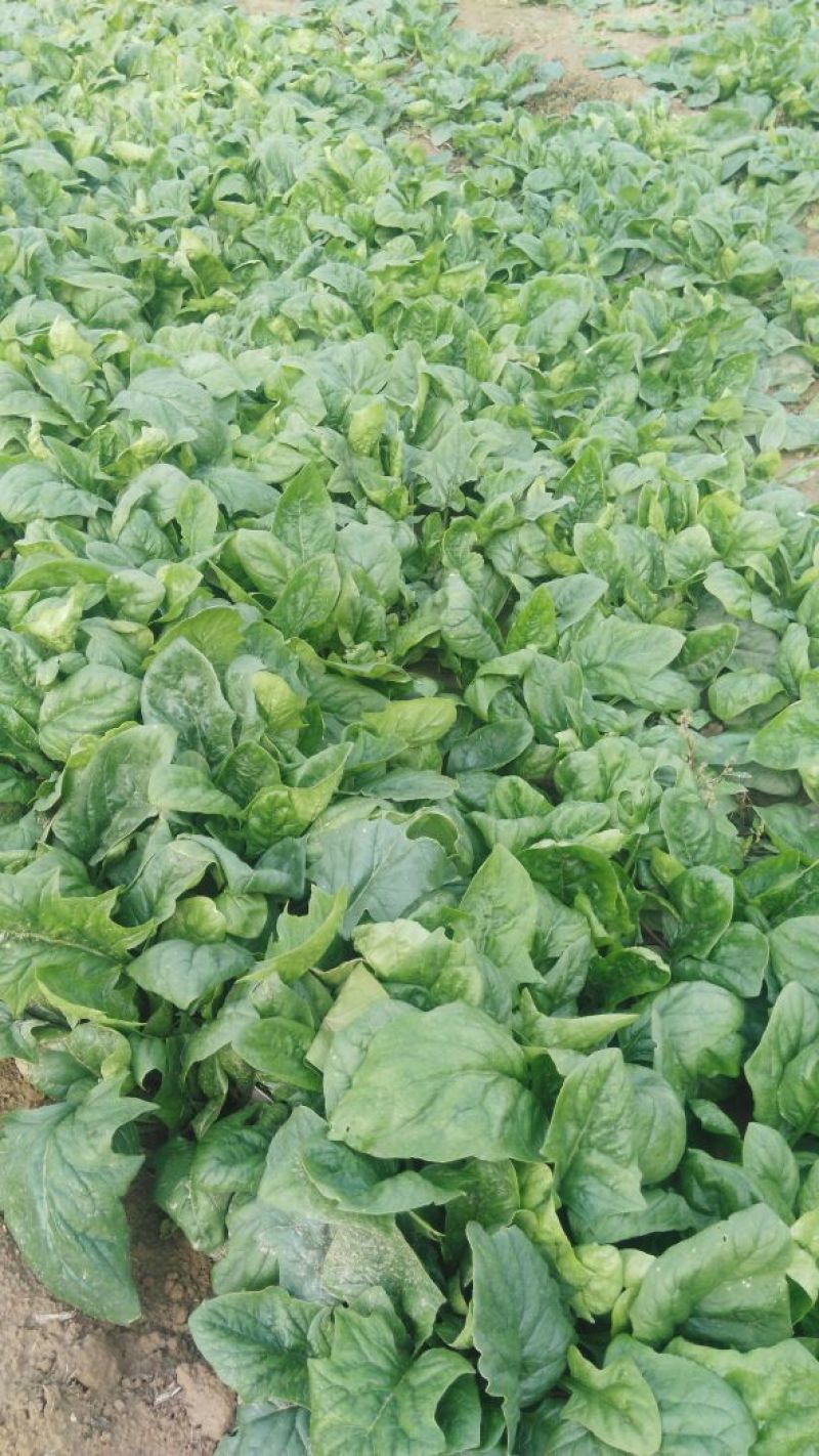 大叶菠菜25~30厘米