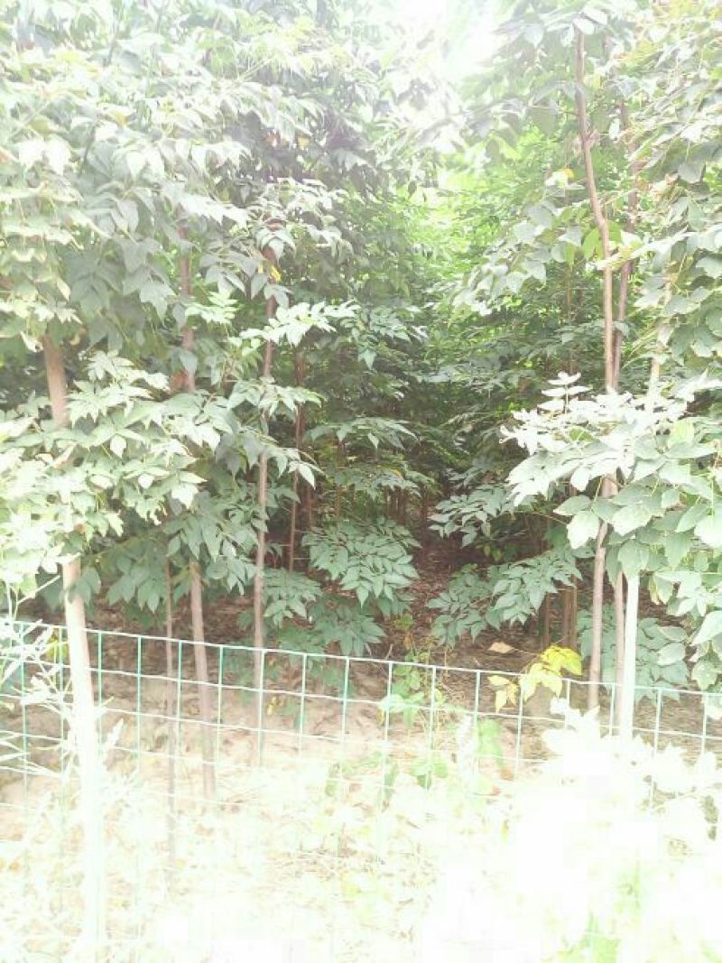 黄山栾树4~6cm4cm以下3~3.5米
