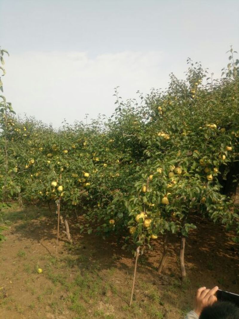 砀山梨250~300g光果