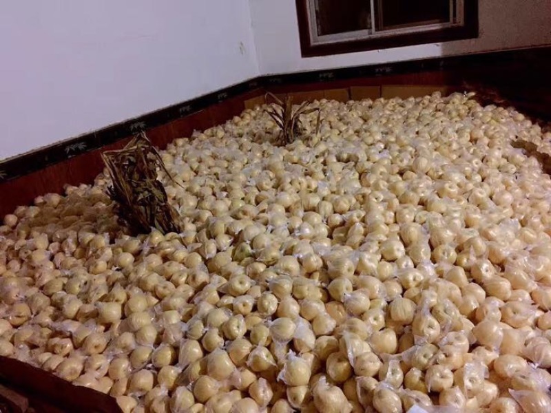 贡梨
