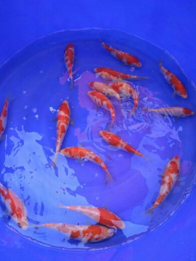 锦鲤鱼苗7两