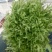 苦菊20~25cm
