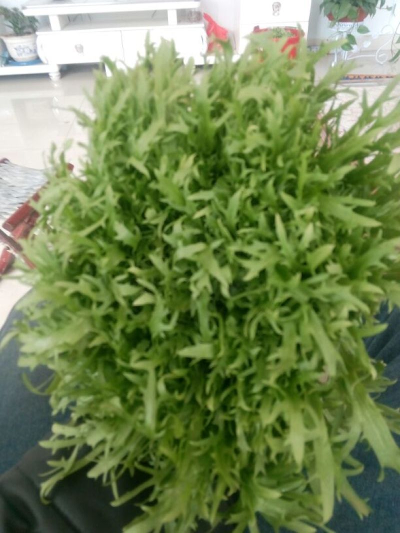 苦菊20~25cm