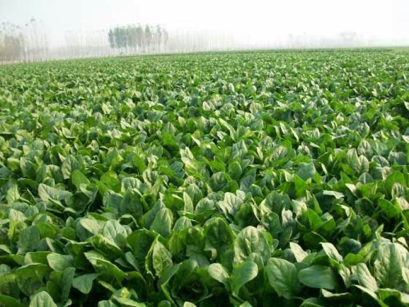 【大叶菠菜】产地直供现摘现发实力代收脆嫩货量充足品质保证