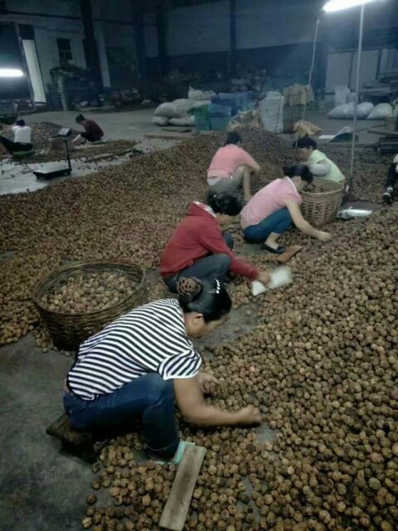 纸皮核桃30mm以上去皮干