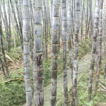 广西博白特产黑皮甘蔗果蔗5~6cm2~2.5米出售