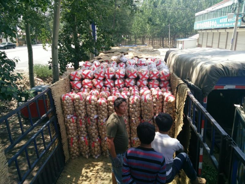 荷兰十五土豆1两以上精品