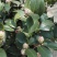 茶花树