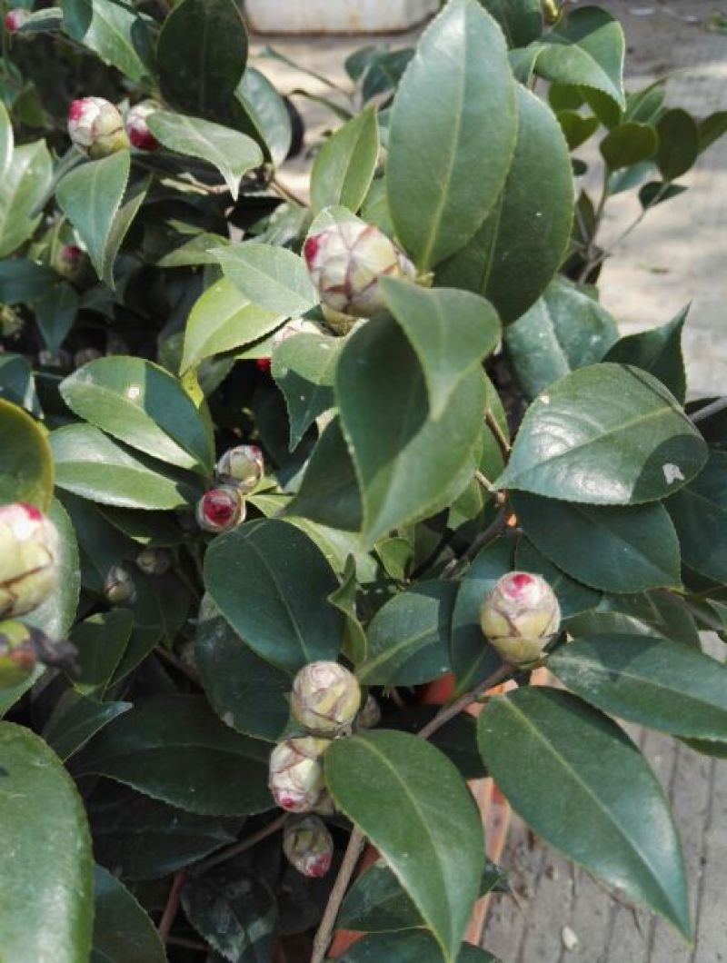 茶花树