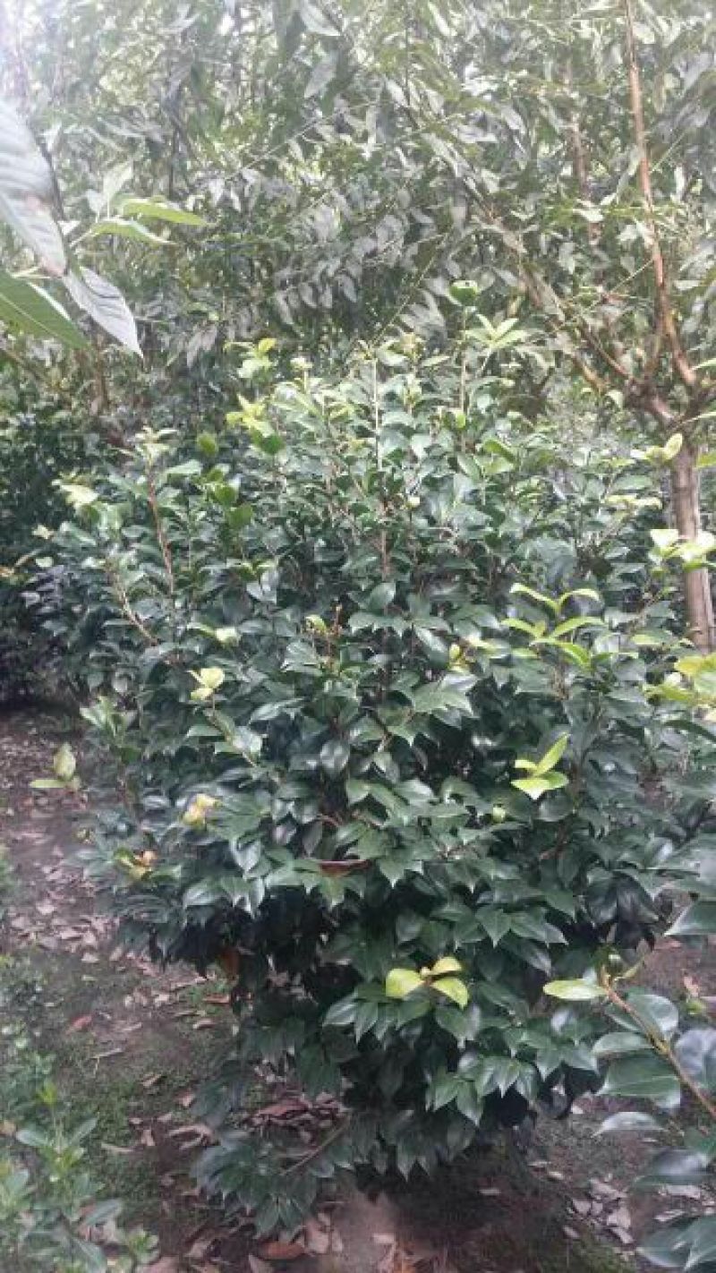 茶花树20~30cm