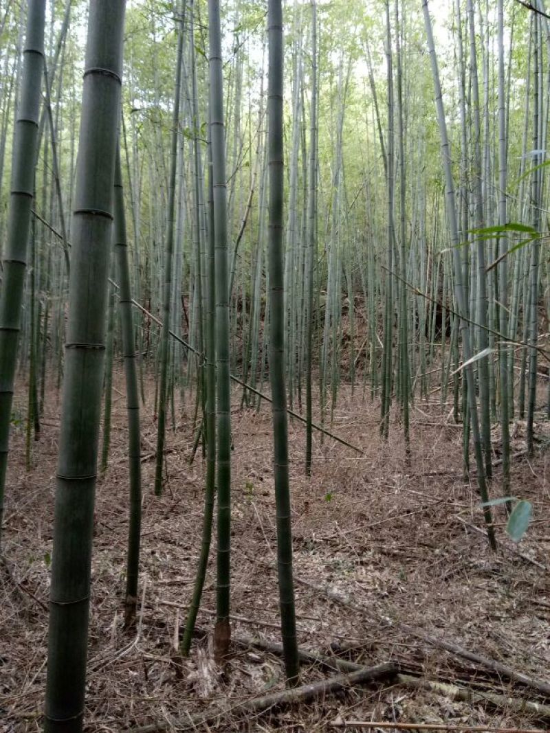 竹子7~8m