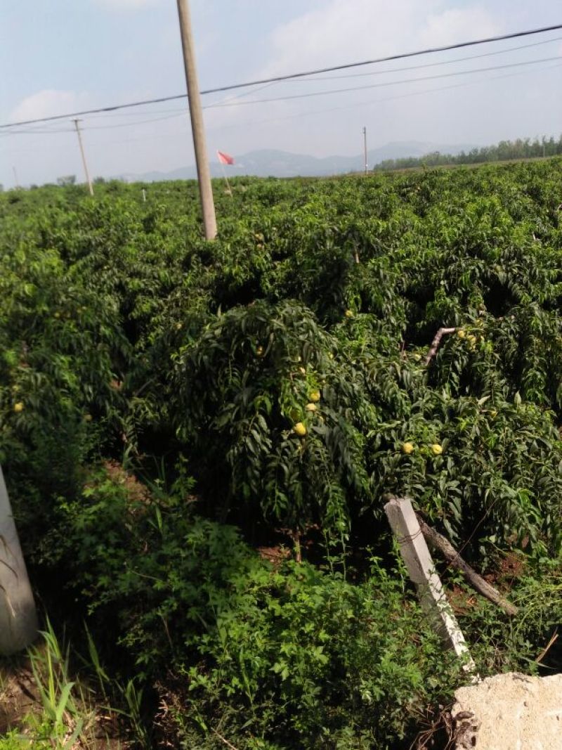 黄桃树苗60~70cm