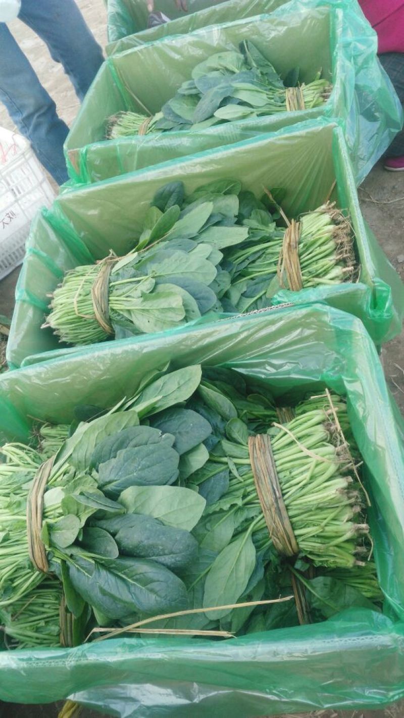 越冬菠菜25~30厘米