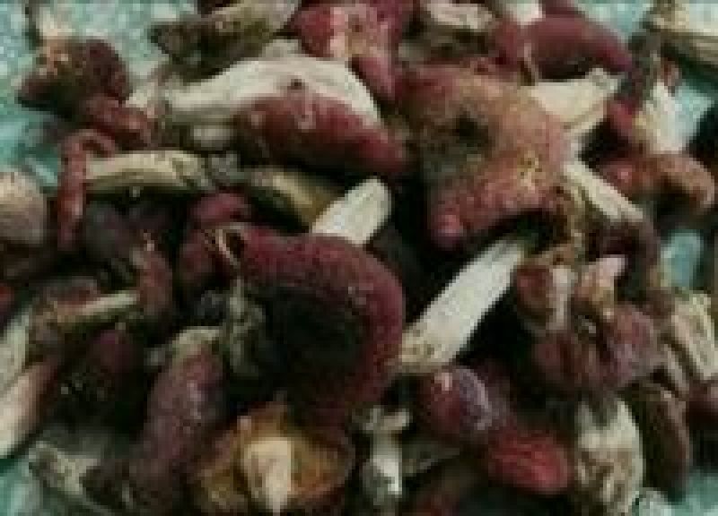 白面菇3cm以下