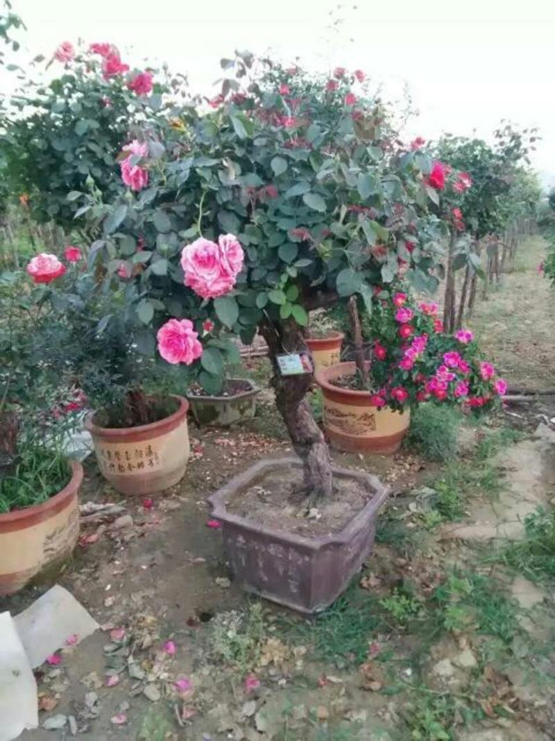 玫瑰盆花