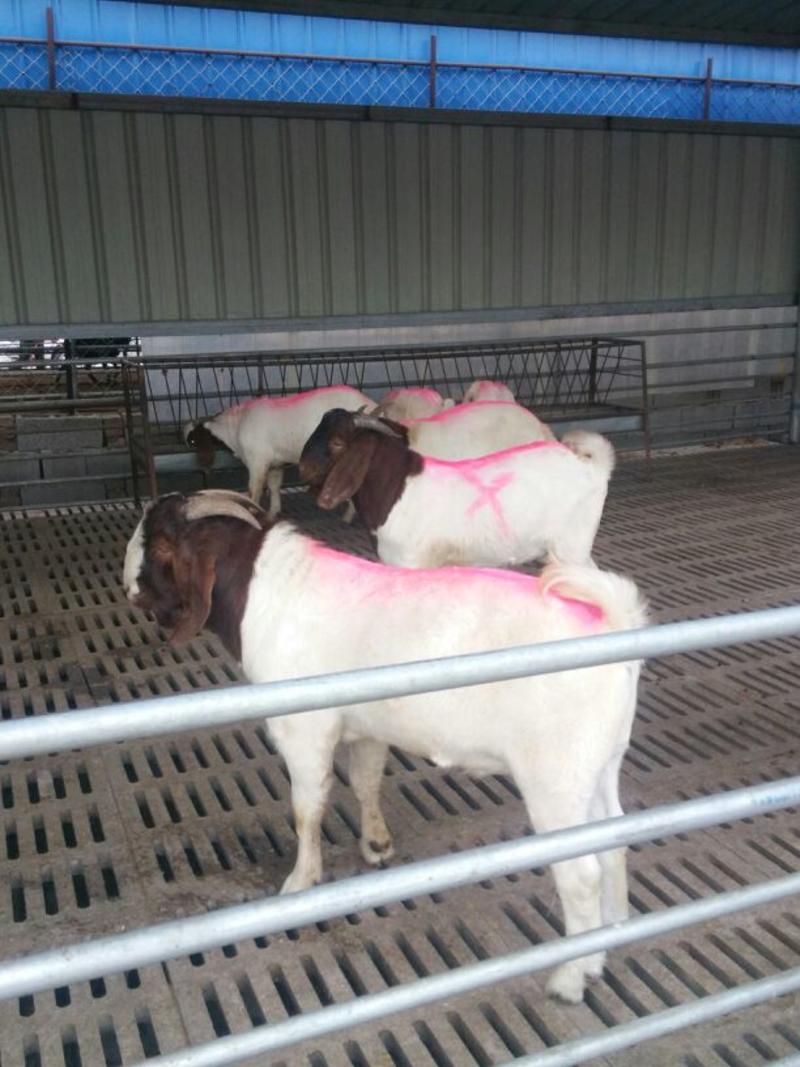 纯种波尔山羊母羊波尔山羊种羊价格活体波尔山羊养殖波尔山羊