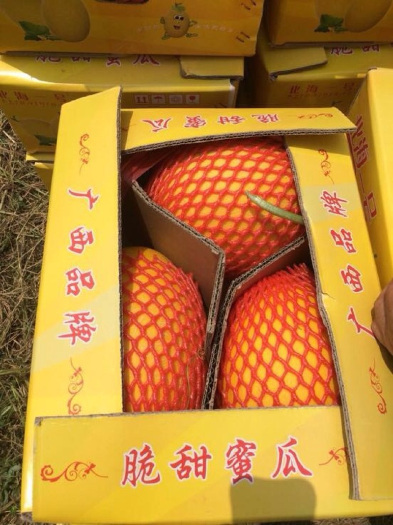 北海1号哈密瓜