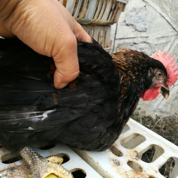 土鸡苗1斤以上
