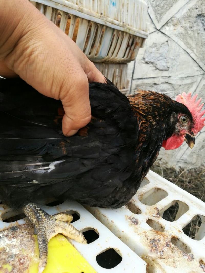 土鸡苗1斤以上
