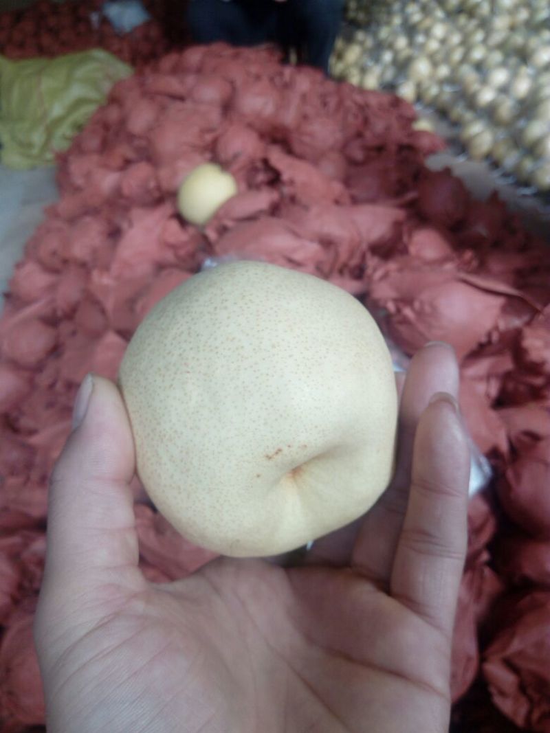 酥梨200~250g纸箱
