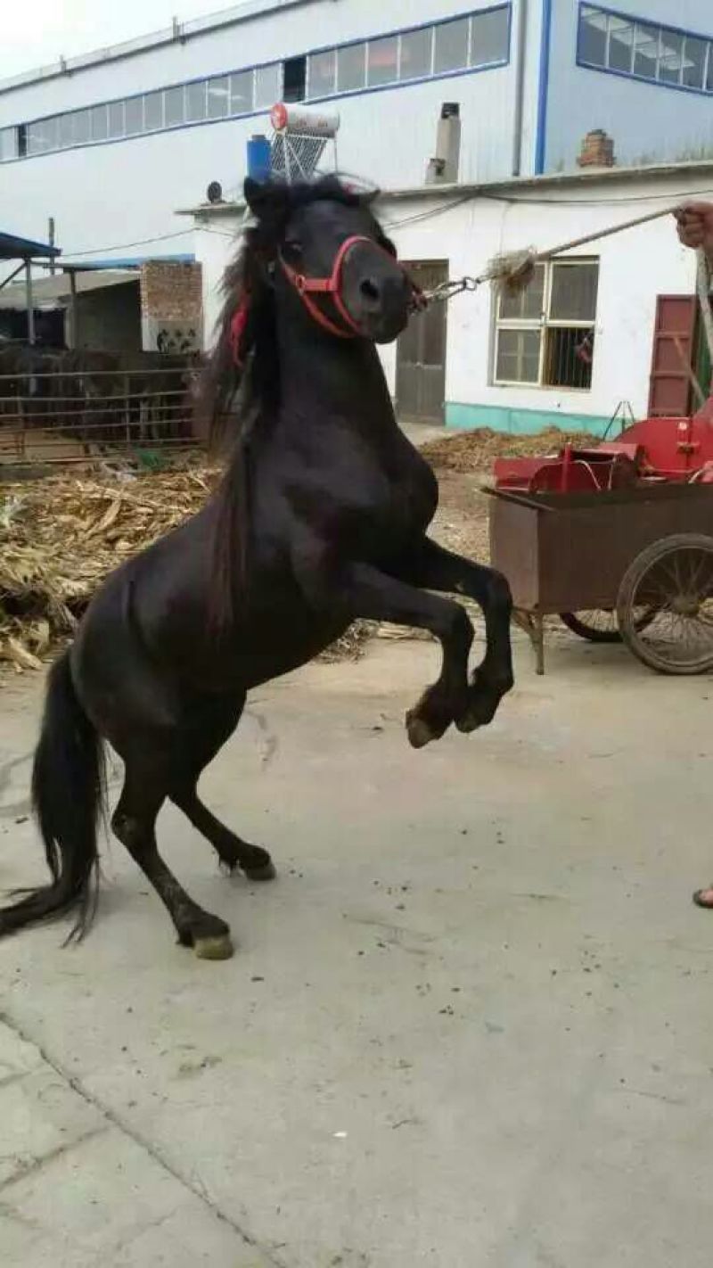 矮马