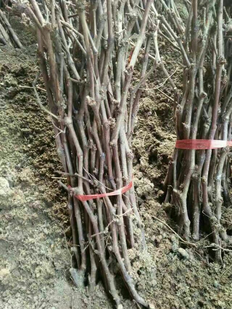 巨峰葡萄苗葡萄苗品种好吃不酸的老品种早结果