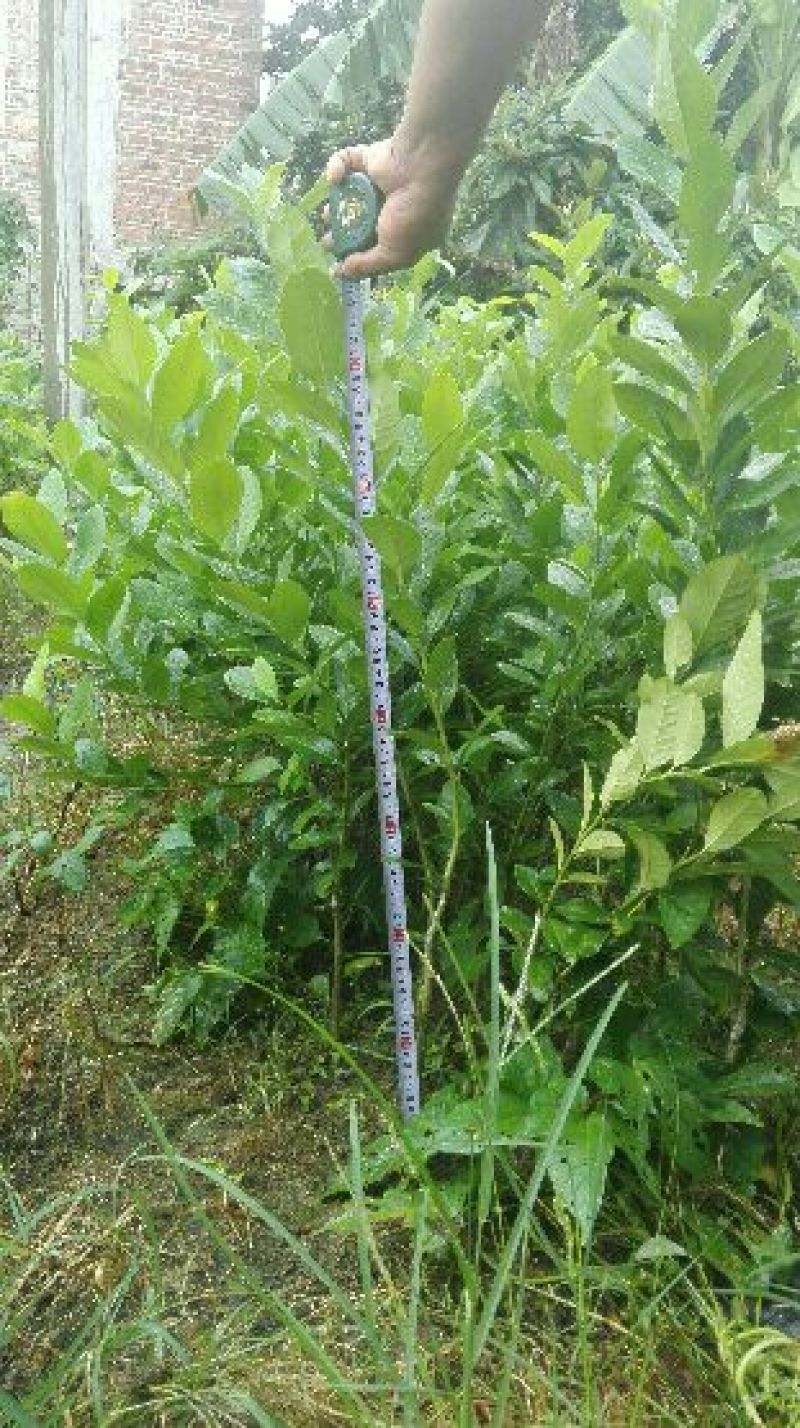 柠檬苗四季香水柠檬苗无核柠檬苗香水柠檬大果柠檬苗包邮