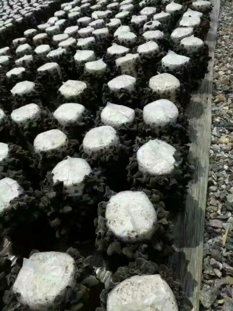 黑木耳一级