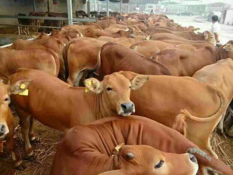 肉驴