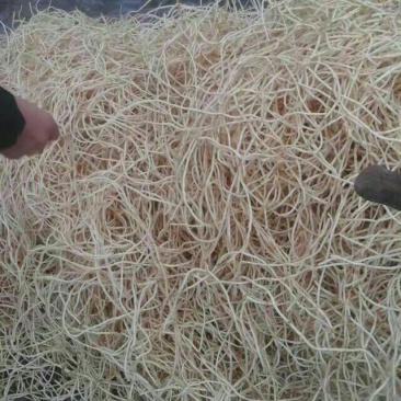 鱼腥草根箱