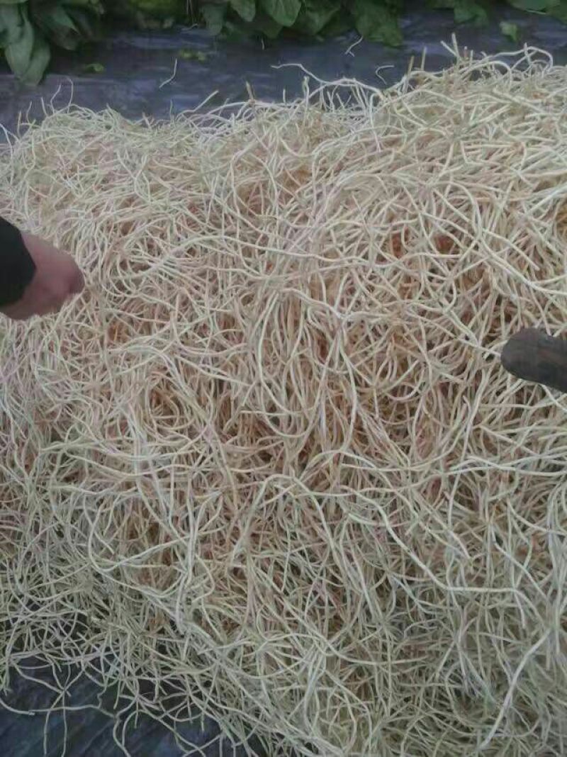 鱼腥草根箱