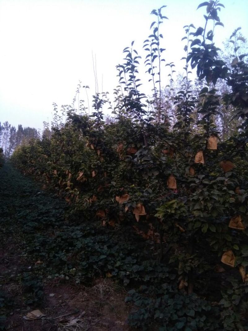 爱宕梨350~400g纸袋