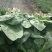 大叶菠菜30~45厘米对接全国市场量大从优品质**欢迎采购