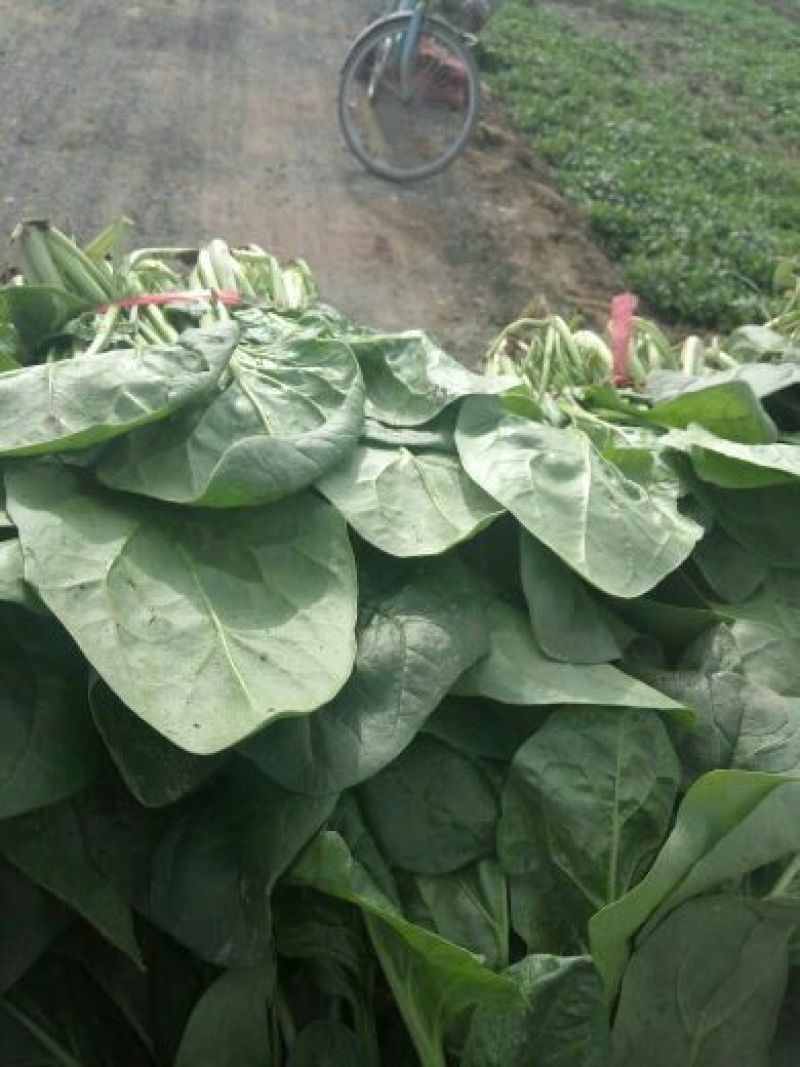 大叶菠菜30~45厘米对接全国市场量大从优品质**欢迎采购