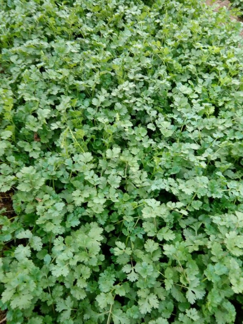 中叶铁杆青香菜，毛菜，净菜，提供包装，诚信报价！
