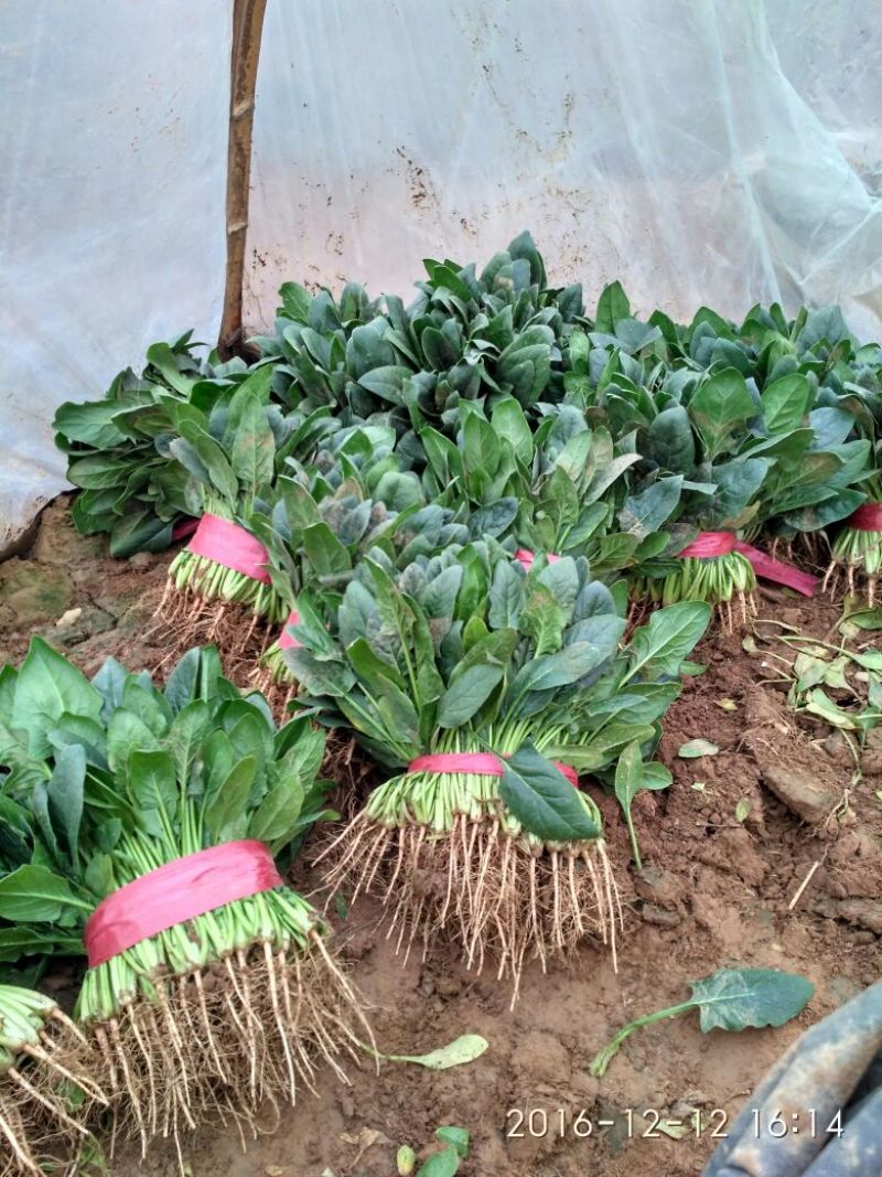 黑叶菠菜25~30厘米