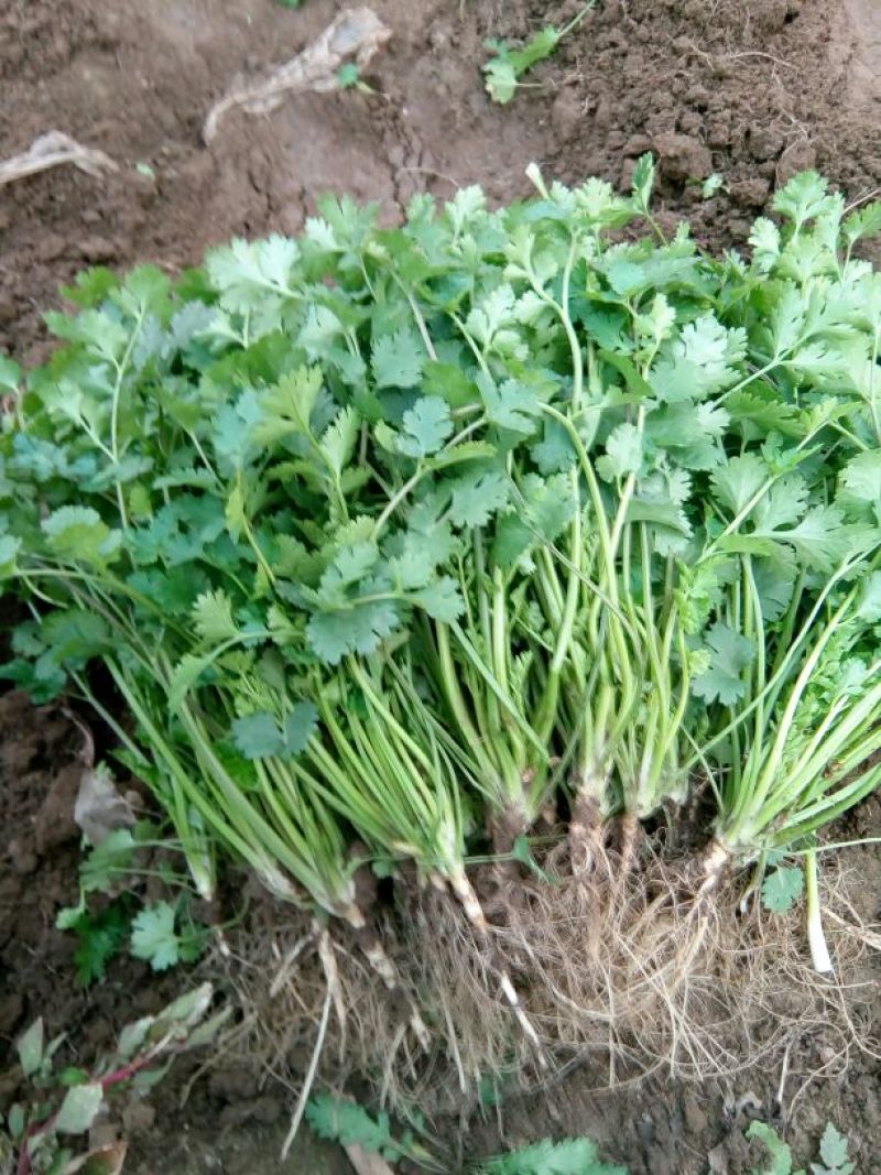 中叶铁杆青香菜，毛菜，净菜，提供包装，诚信报价！