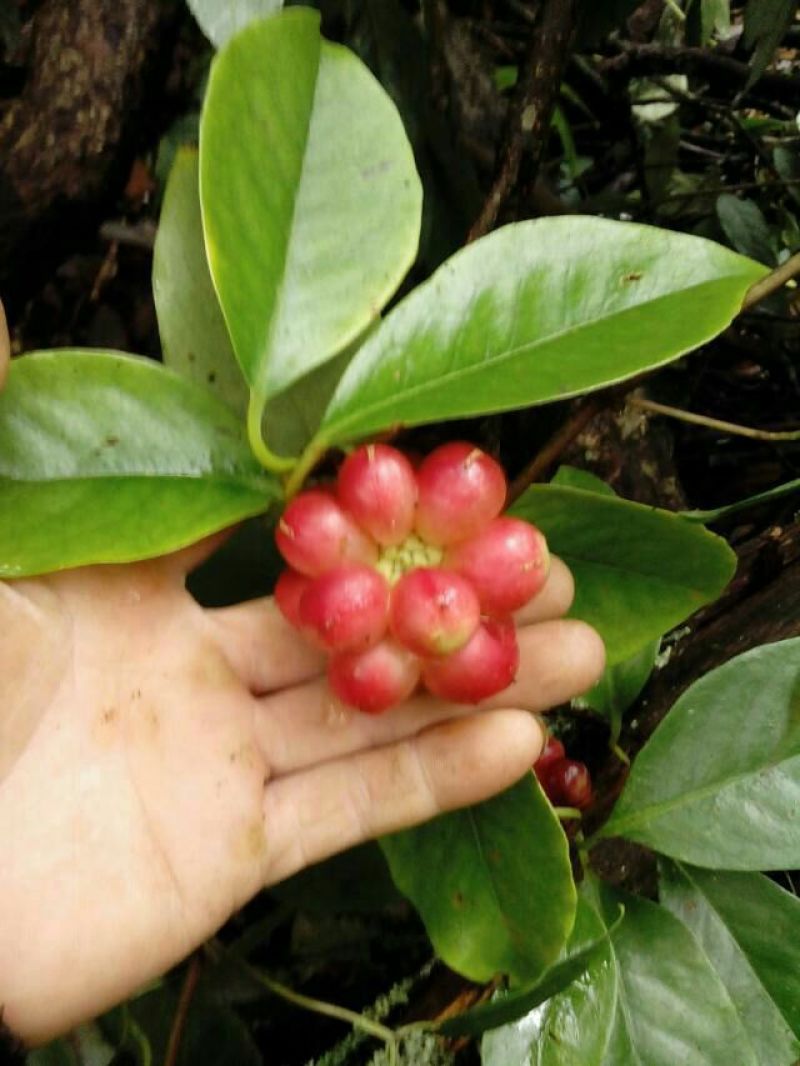 布福娜