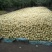 砀山梨250~300g光果