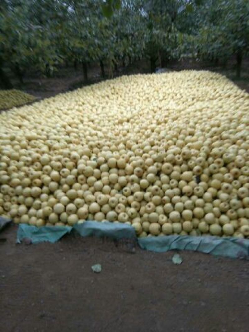 砀山梨250~300g光果