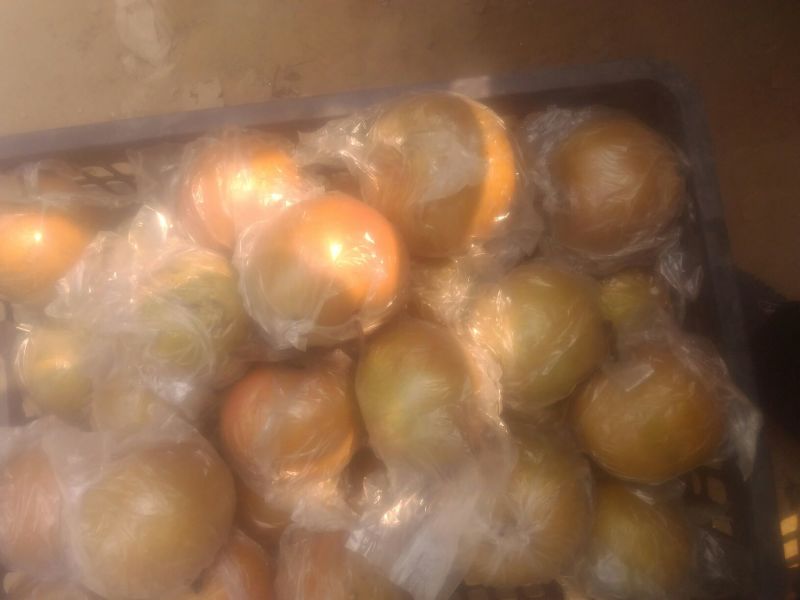 晚秋黄梨无公害绿色食品