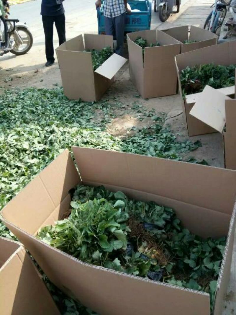 草莓苗章姬草莓苗产量高
